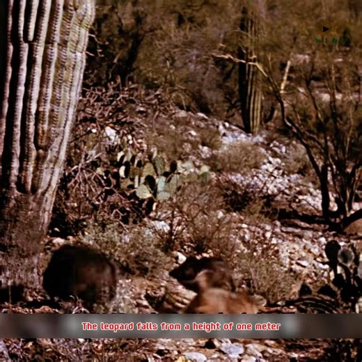 If you can't win, you must run really fast. | Review The animal world