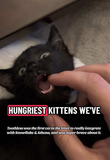 Wait until you see Toothless eat fish. 🎣 When getting kittens, having a food driven kitten in the litter makes all the difference, and Toothless’ apettite can match that of a dragon! This fiesty kitten is always ready to beg for food, and will throw a kitten tantrum if he doesn’t get as many treats as his siblings! #creatorsearchinsights #fyp