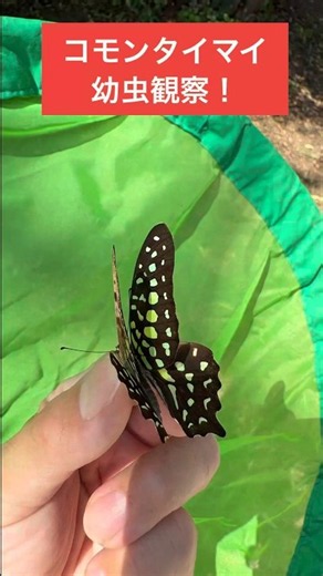 コモンタイマイ幼虫観察！#shorts #チョウ #butterfly