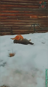 680K views · 11K reactions | Funny Orange Cat 藍 Paws & Wiskers #FunnyVideos #pwchrimaschellenge | Paws & Wiskers | Facebook