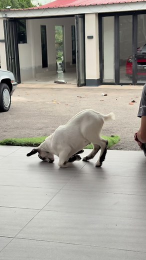Exploring Pygmy Goats: A Look at Miniature Breeds