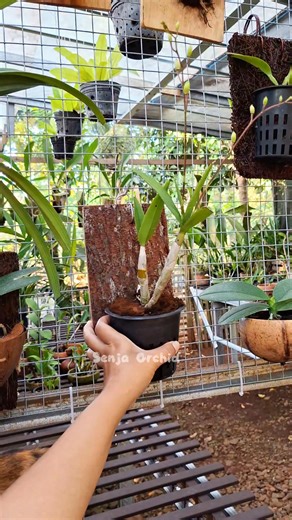 Praktis dan lebih Menarik ‼️Anggrek dendrobium mini media tanam kayu pinus , happy gardening💗 #fblifestyle #menanamanggrek #kayupinus #gardening | Senja Orchid