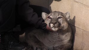 Mountain lion captured in Logan after it ran through residents' yards