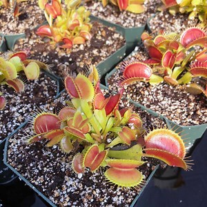 Dionaea muscipula Venus Flytrap