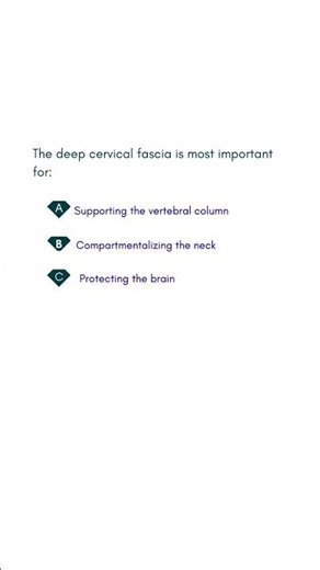 The deep cervical fascia is most important for #medicalexamguide