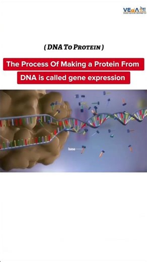 Process of making a Protein from DNA is called Gene Expression #explorepage