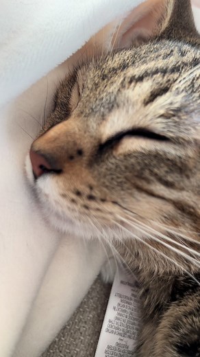 Cute Cat Snoring Sounds You Can't Resist
