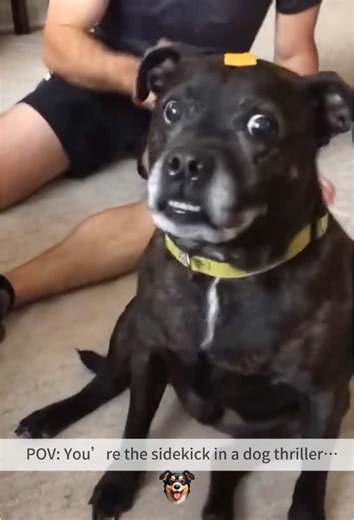 You’re the sidekick in a dog thriller... #PlotTwist#ScaredDog #DogReactions #JumpScarePet #TraumaTuesday#DogsBeingDerps #OverreactionKing #NopeDog#DogTok #ViralFails #FYP #PetComedy