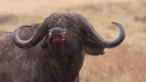 When the “victim” wins - prey animals that kill the hunter