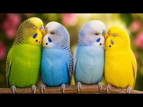 3 Hours of Happy Budgie Sounds & Calming Music for Parakeets