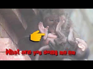 Why does this mother monkey like to bite her little baby's genitals?