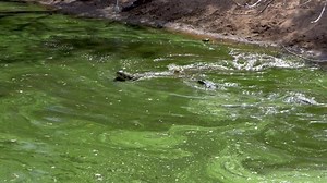 Crocodiles Fighting Each Other Animal Aggression Stock Footage Video (100% Royalty-free) 1088643387 | Shutterstock