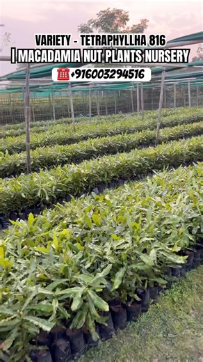 MACADAMIA NUT PLANTS NURSERY | SEEDLING MACADAMIA NUT PLANTS FOR SALE | MACADAMIA PLANTS FARMING
