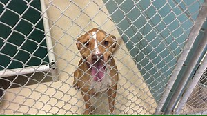 18K views · 335 reactions | EARLY UPDATE!!! SULLY HAS BEEN ADOPTED!!!...