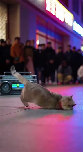 Battle Breaking?Why not? It's so easy! #cat #dance #breaking