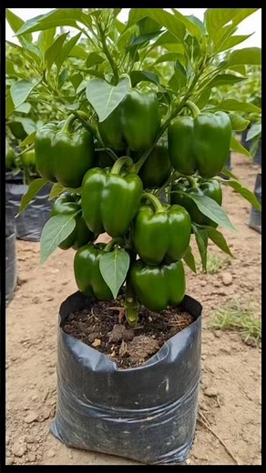 🫑 One Pepper Plant = HUGE Harvest 😱🌱 | Grow Bell Peppers at Home! #Shorts