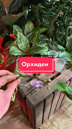 Комнатные растения: Орхидеи и уход за ними