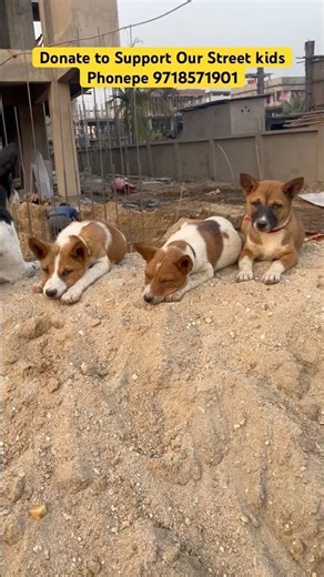 😂 Puppies Bark Says "We are Waiting" 💔 #shorts #ytshorts #funnydogs #instagram #reels #animalscasa