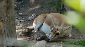 10K views · 72 reactions | Witness the gentle and heartwarming moment a tiny gazelle enters the world at Zoo Karlsruhe. From the mother’s careful instincts to the calf’s first wobbly steps, this video captures the pure beauty of wildlife birth. #Gazelle #ZooKarlsruhe #AnimalBirth | Ellen Roman | Facebook