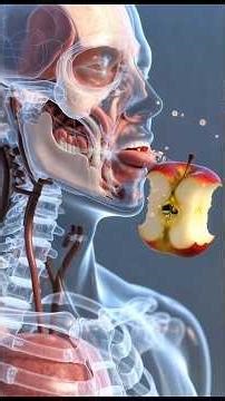 “What Happens Inside Your Body When You Eat an Apple? | 3D