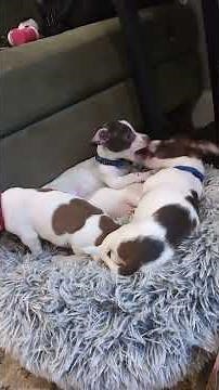 9 week old puppy love.they are Chihuahua and dachshund mix! #minipuppy #foreverpuppy