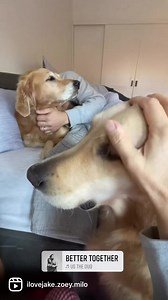 We can’t get enough of each other 🥰 | Two Golden Tails