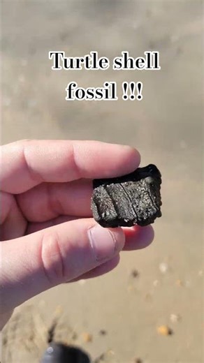 millions of years old turtle shell piece found on becah #fossil #history #turtle