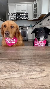 24K views · 1.4K reactions | A food tasting with a side of pup talks. #doglife #funnydogs #dogreels #doglover #foodtasting #mixbreed #goldenretriever #doggo #dogs it's #crunchy | Maple Sweet Golden | Facebook