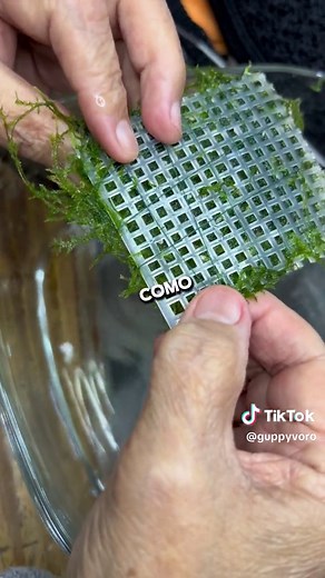 Cómo utilizar musgo de Java en tu pecera