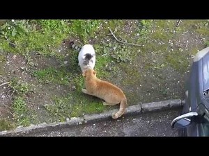Two Cats Confront and Fight