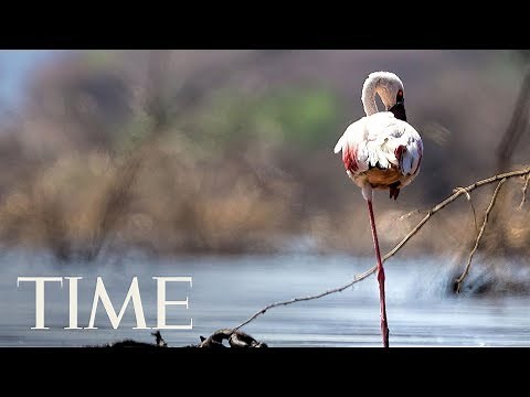 Science Finally Discovered Why Flamingos Stand On 1 Leg | TIME