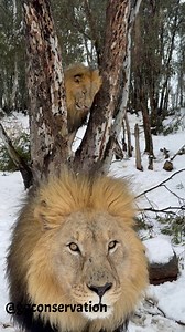 170K views · 6.4K reactions | Reths face when some snow falls off the...