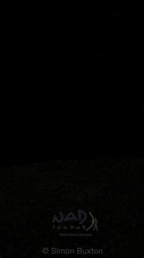 14K views · 335 reactions | The Stargazer is a popular request for our talented guides to find on nightdives. They are a sit-and-wait predator, hiding in the sand until an unsuspecting fish swims over, when they pounce. This method of predation helps them conserve energy, so they don’t need to feed frequently. | NAD Lembeh | Facebook