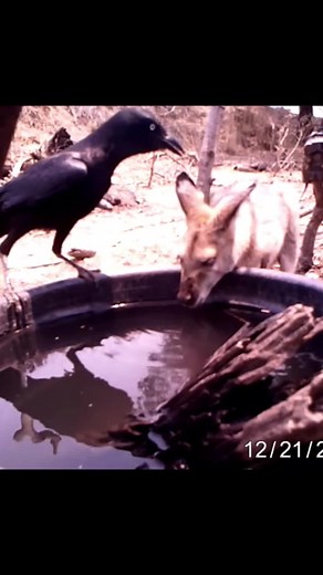 Crows and Kangaroos: Nature's Unique Tick Removal Team