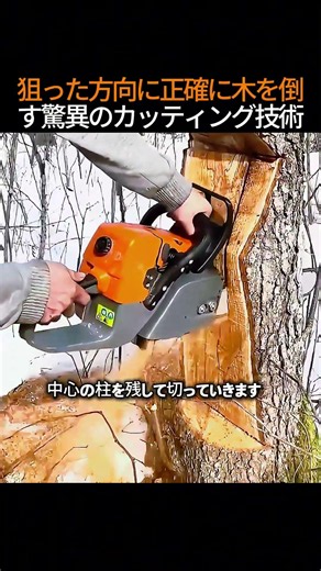 狙った方向に正確に木を倒す驚異のカッティング技術