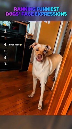 Let's see the funniest face expressions😂