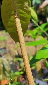 157K views · 950 reactions | Fruit Tree Grafting Tips #durian | GardeningFruit | Facebook