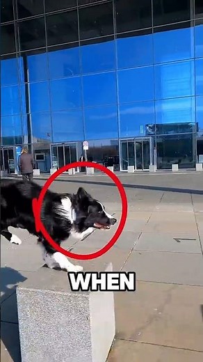 This Breed Can Learn ANYTHING In Seconds! ⚡🐕
