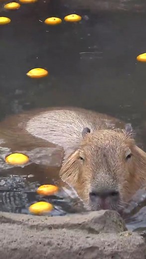 Florida man… *capybara robs gas station with pet gator #capybara #nature #fyp #rocanews #animals