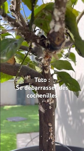 Au secours : des cochenilles sur mon citronnier 🍋 #nature #plants #balconygarden #jardin #shorts