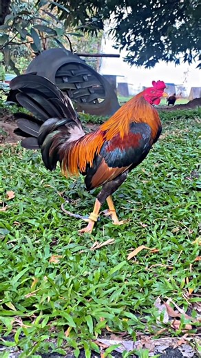 Red Golden boy sweater #ayam #gamefarm #goldenboysweater #wpc #gamefowl