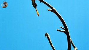 1.5M views · 29K reactions | African Chameleon, Wild Animal Hindi, #documentary #wildanimals #wildlife #hindi #reels | Wild Animals Hindi | Facebook