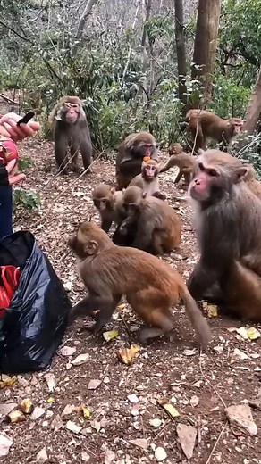 Funny Cute Baby Monkey #fyp #reels #relax #monkey | Vore