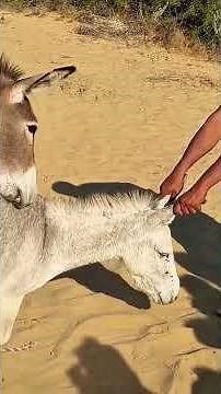 Donkey Mating Full video 2025 new #animals #donkey #matingrituals