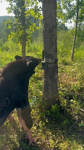 584K views · 1.2K reactions | We had some fun with this one but that rug was extremely hot! Be on the look out for some tips on hanging your Spartan Camera in highly populated black bear areas! Let us know what you do to protect your cameras in areas with black bears. #seasonisuponus #blackbear | The Untamed | Facebook