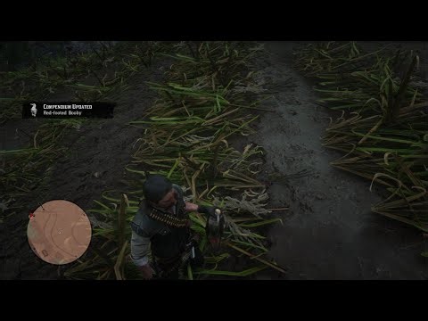 Red - Footed Booby. John Survival in Guarma. RDR2