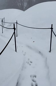 16K views · 249 reactions | Rabbit tracking @ the Newfoundland Memorial Park…. Somme, France.. | Sacred Ground Tours | Facebook