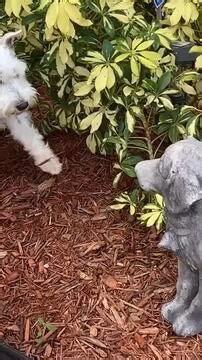 2.2K views | This cute little dog thought that a puppy sculpture in front of its owner’s house was real. It sniffed it from a distance, got startled and stayed away. | Jukin Copyright Management | Facebook