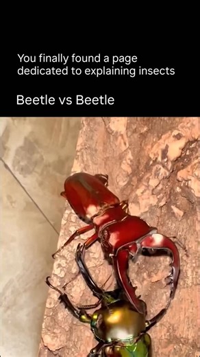 Explaining Insects 🦋 on Instagram: "Beetle fighting skills are a mix of raw strength, patience, and precision. They don’t just charge blindly — they size up their opponent, testing angles and timing before striking. With their horns, mandibles, or armored shells, beetles turn tiny movements into powerful tactics. Some flip their rivals over with a single lift, others lock in a pushing match that’s pure endurance. Every move is instinctive, honed by evolution — no wasted motion, no panic. It’s l