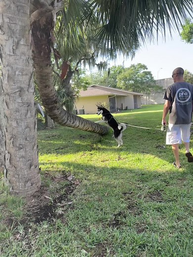 kavik_husky on TikTok